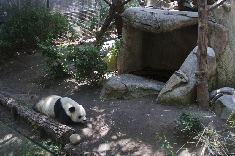 316-5033 San Diego Zoo - Giant Panda _Gao Gao_.jpg